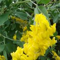 Cytisus battandieri P19 (2)